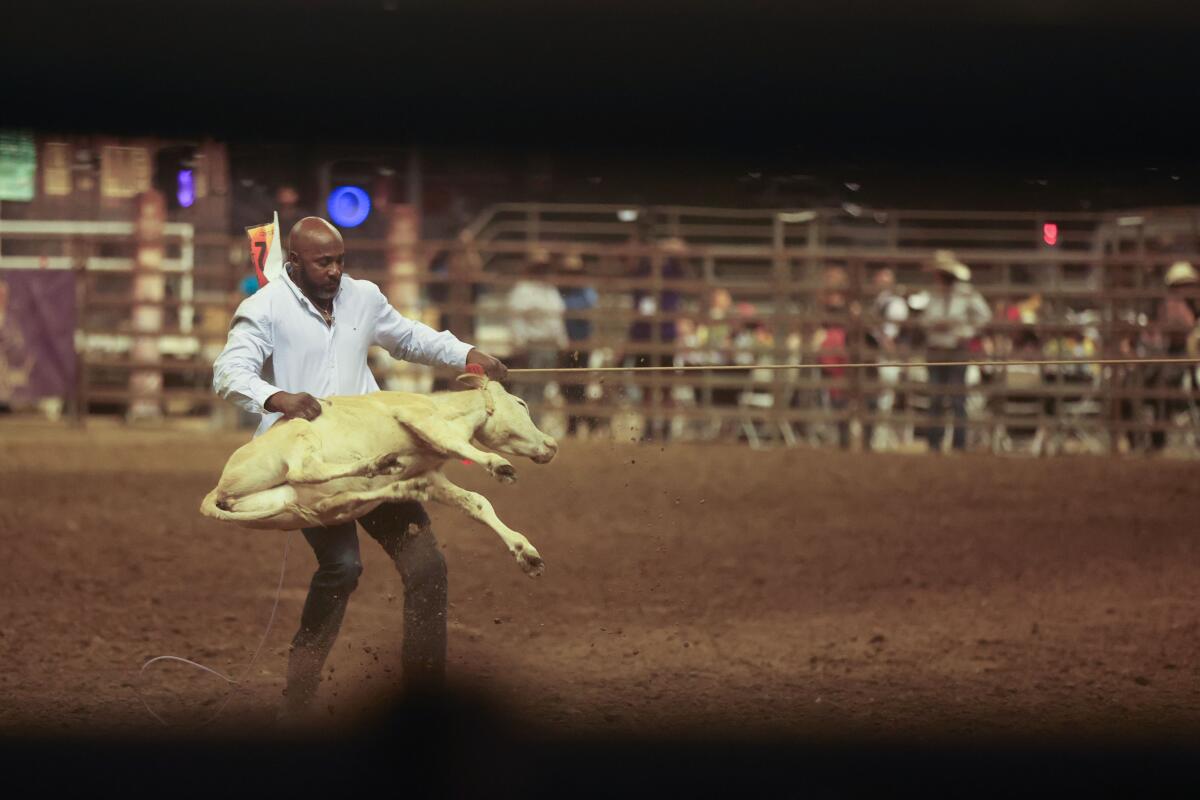 A cowboy throws down a cow before hog-tying the animal's feet during the Bill Pickett Rodeo. 