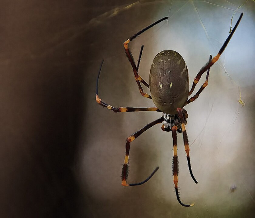 City Living Makes Spiders Big Fat And Fertile Researchers Say Los Angeles Times