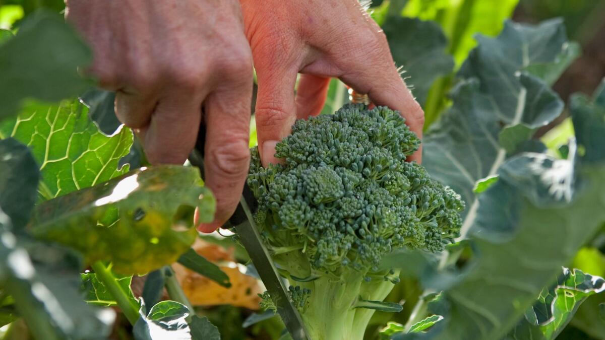 Broccoli. (Getty Images)