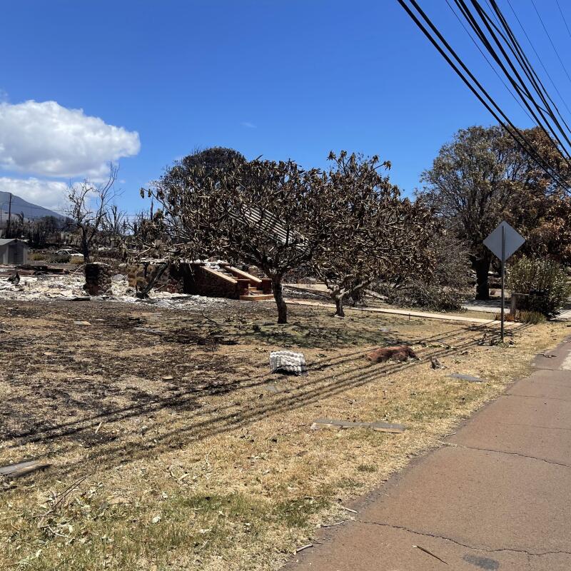 The Lahaina neighborhood the Kovach family lived in was almost completely wiped out by the Maui wildfire in August.