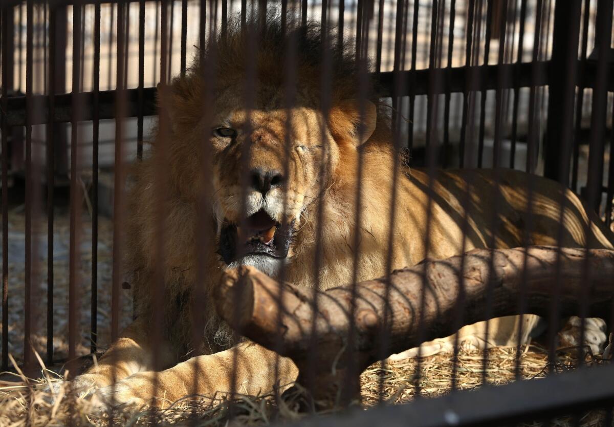 A former circus lion, who's missing an eye, rests inside a cage at a temporary refuge on the outskirts of Lima, Peru. He and 32 others will be transported to a South African sanctuary.