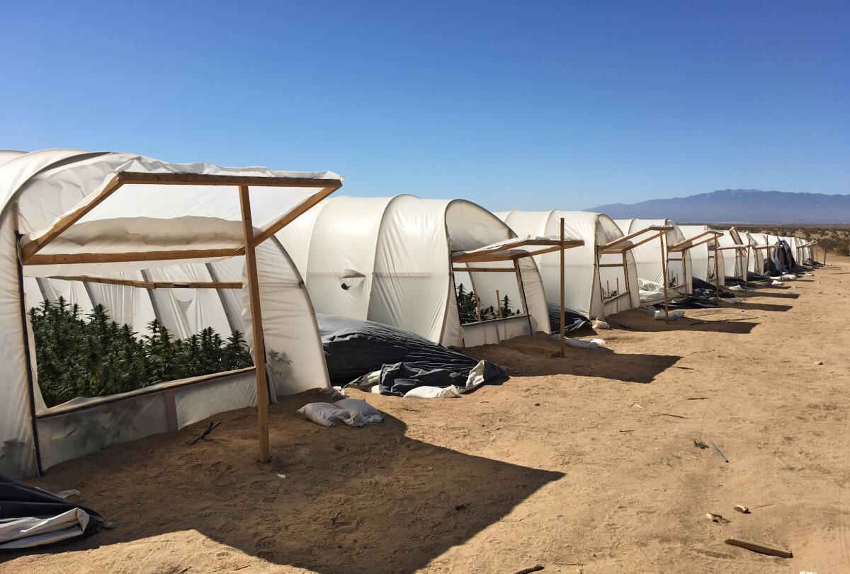 Plants grow in white shelters in a desert landscape.