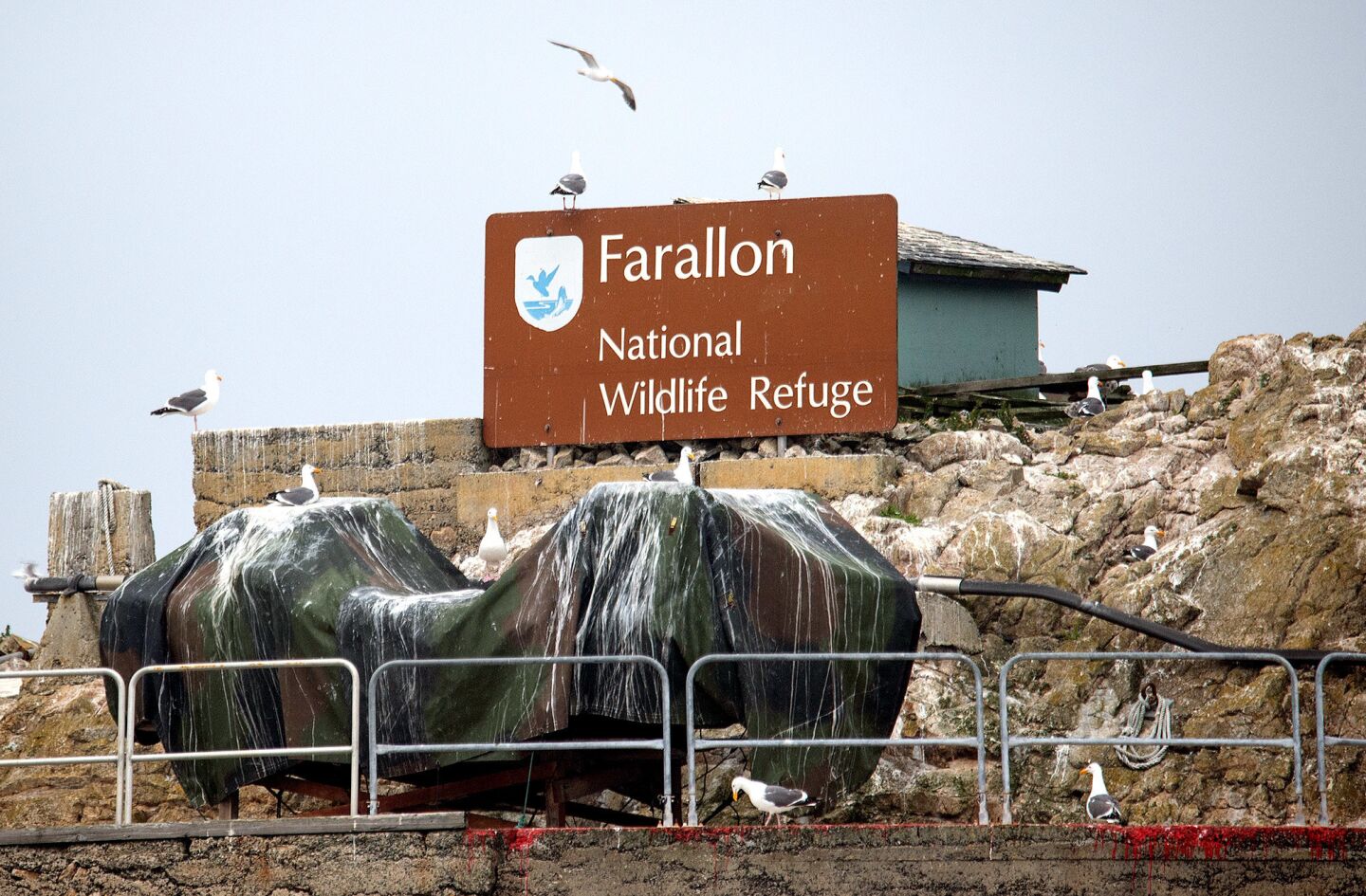Wildlife thrives on the Farallon Islands — for now