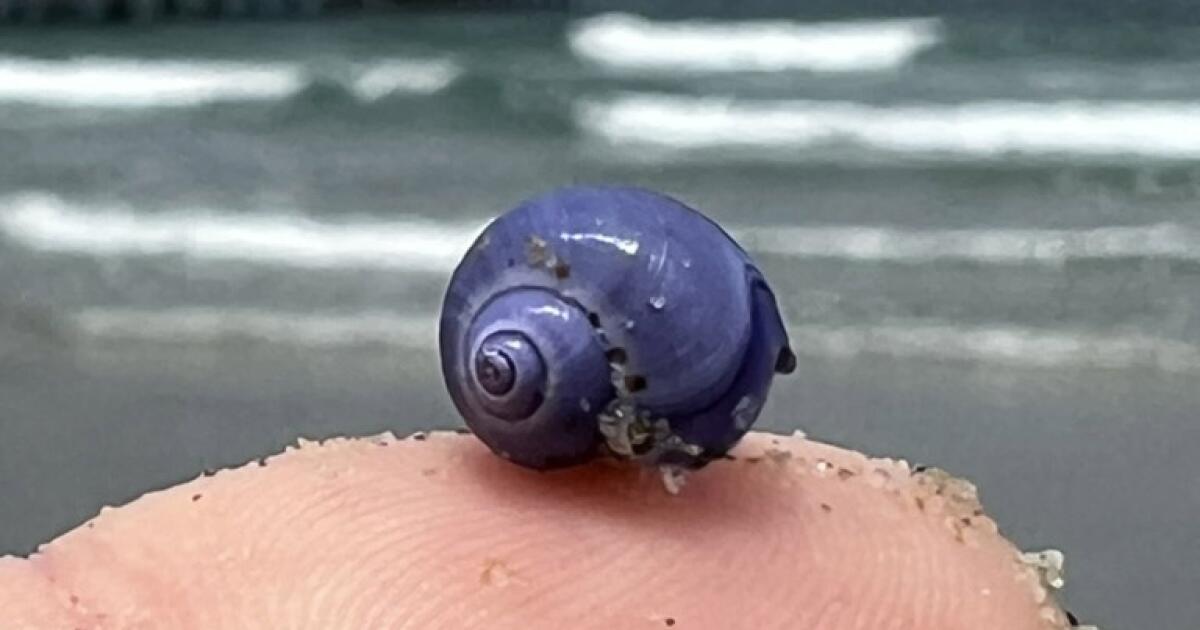 Rare purple sea snail washed ashore on Southern California beach