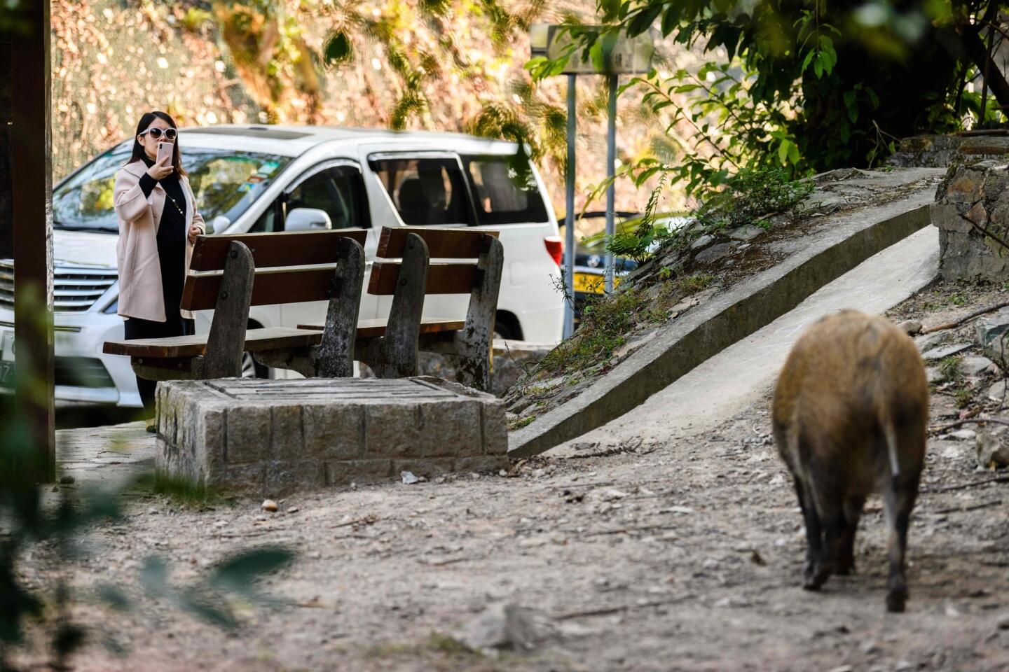 Hong Kong's wild boars
