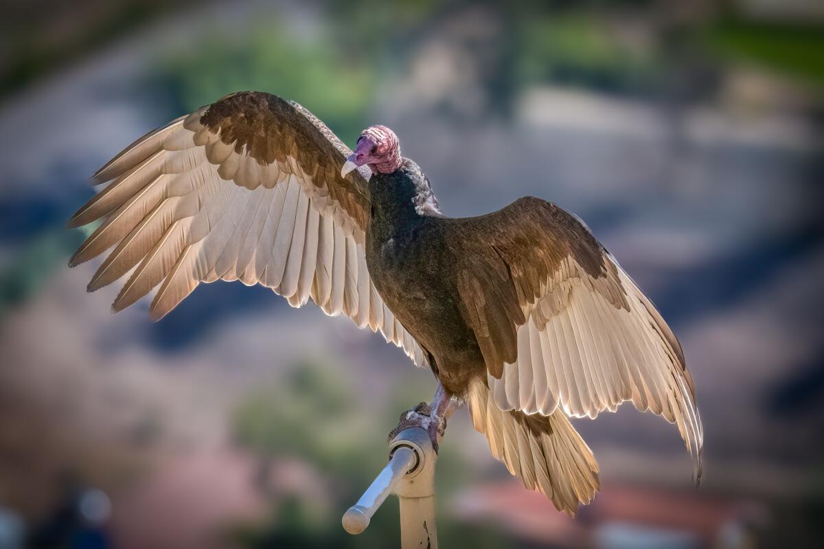 Turkey vultures may seem ominous, but they're also wise and resourceful -  The San Diego Union-Tribune