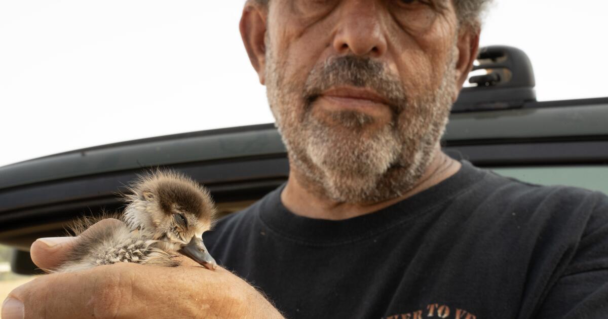 This Riverside County man is on a mission to save lots of California’s deserted geese