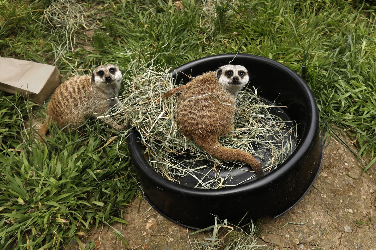OAKLAND, CALIFORNIA-APRIL 20, 2020-Two meerkats get their daily worms and feed. The Oakland Zoo is closed due to the coronavirus, leaving the zoo without ticket sales. The costs of operating the zoo is 2 million dollars per month. (Carolyn Cole / Los Angeles Times)