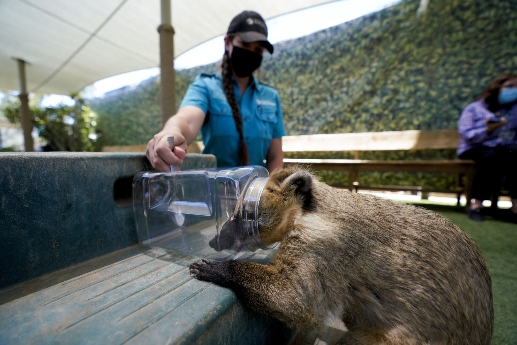 San Diego Zoo and Safari Park race to vaccinate animals as COVID-19 surges - The San Diego Union-Tribune San Diego Zoo and Safari Park race to vaccinate animals as COVID-19 surges - The San Diego Union-Tribune