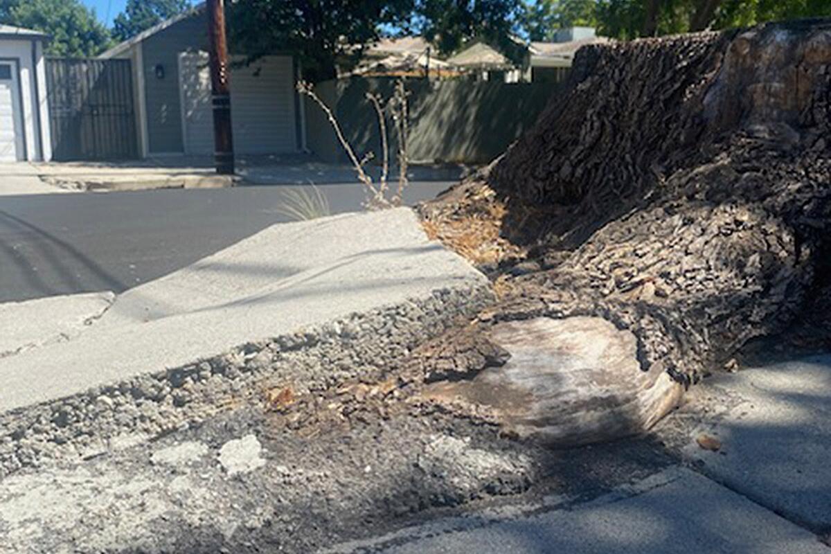 Babette Wilk shares this image of a tree in Valley Village was taken down years ago by the city.