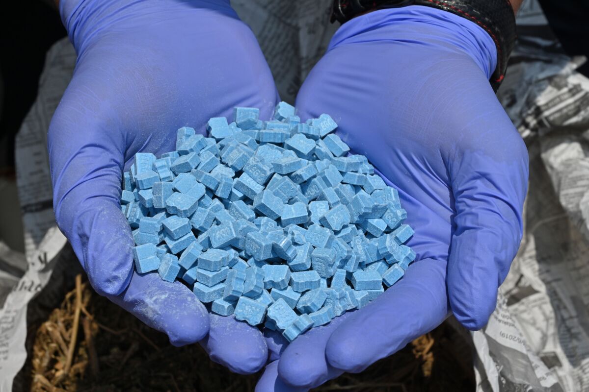 A gloved pair of hands holds a mound of blue pills
