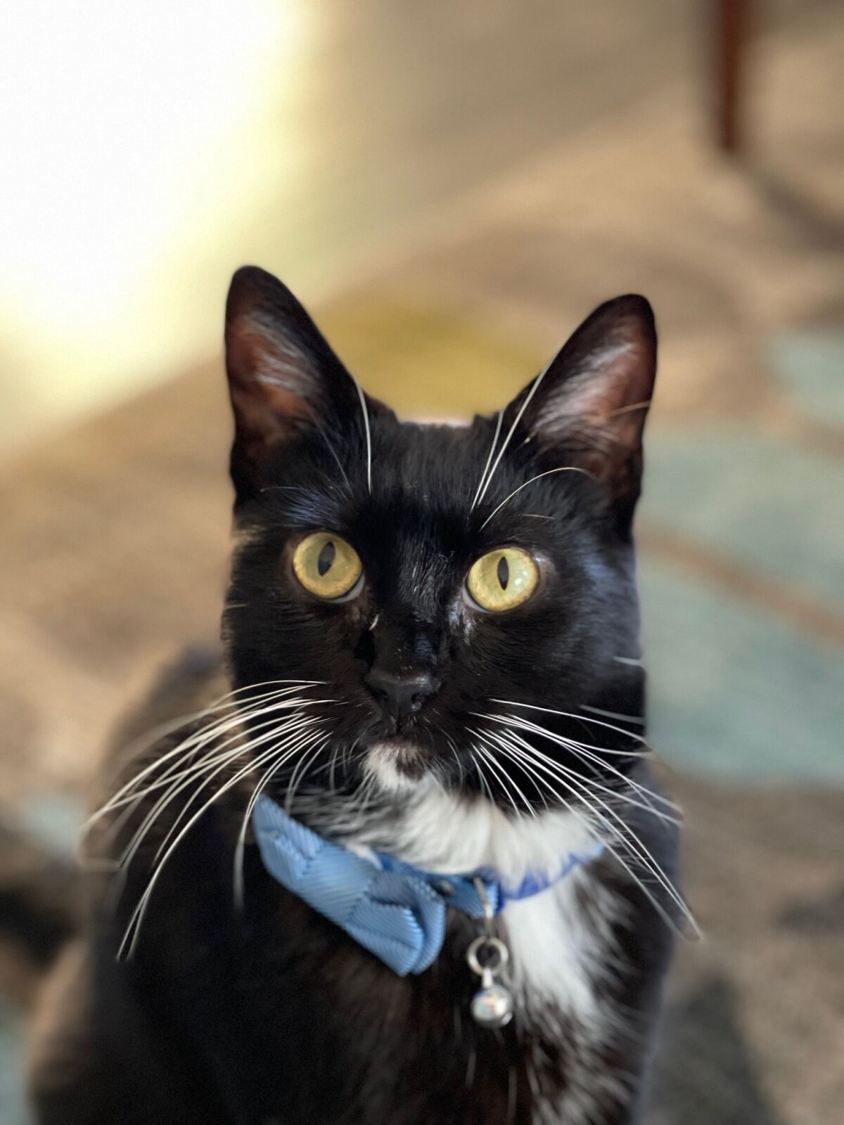 Dale, an adult tuxedo cat, was the 3,000th feline adopted out by the Cat Lounge in La Jolla.
