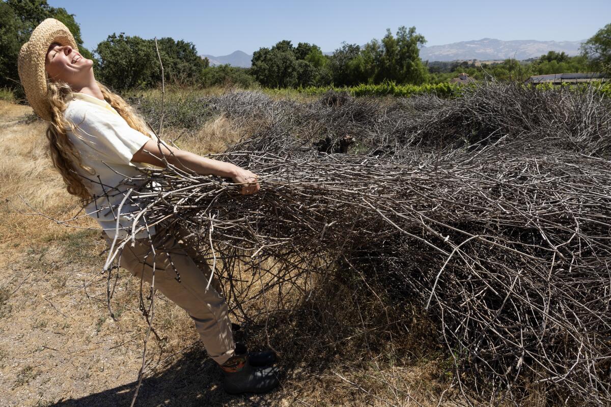 Vine cuttings at Amevive vineyard in Los Olivos.