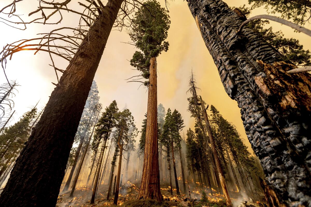 A tree stands in the Trail of 100 Giants grove