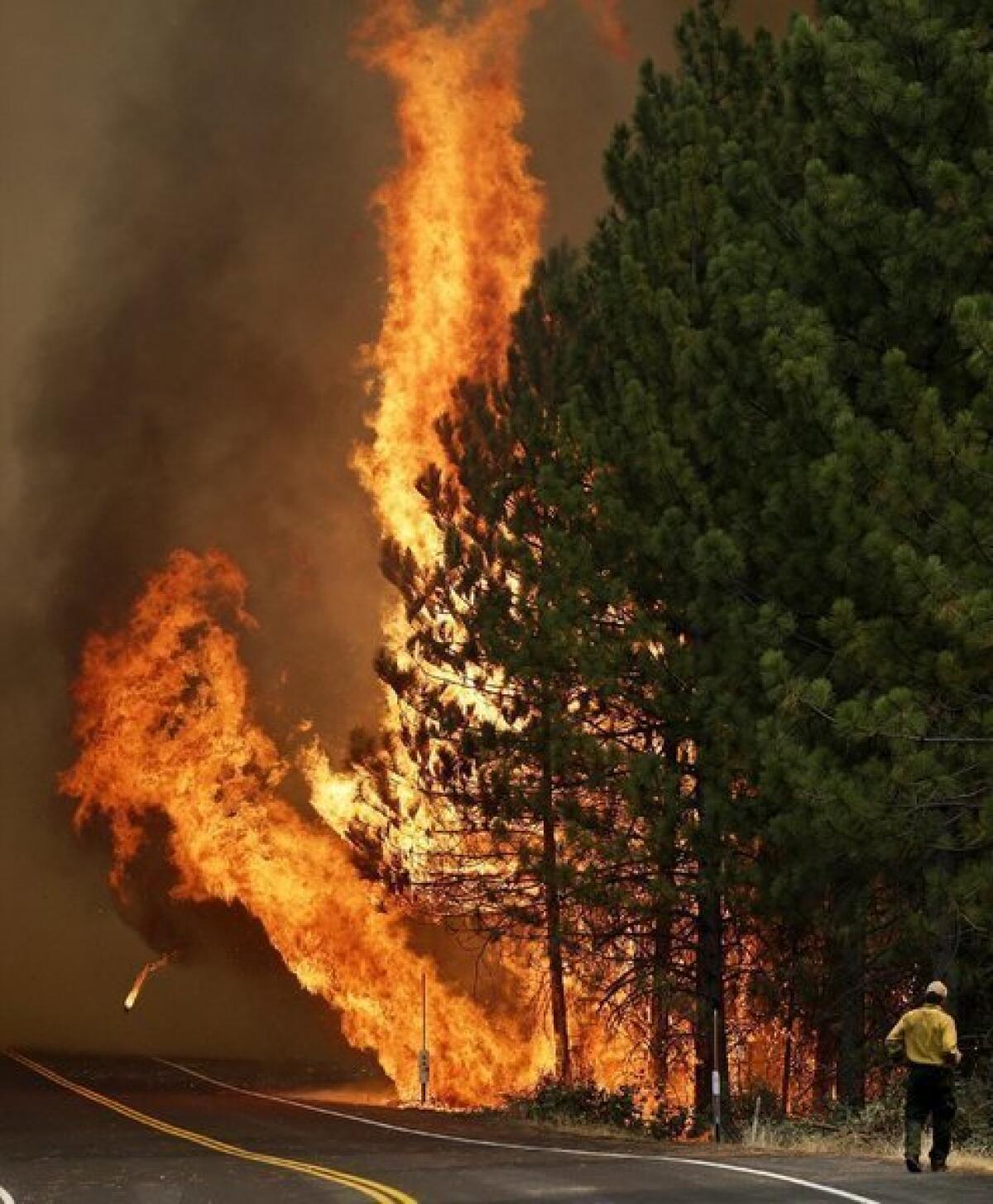 The Rim fire burns along California 120 near Yosemite National Park.