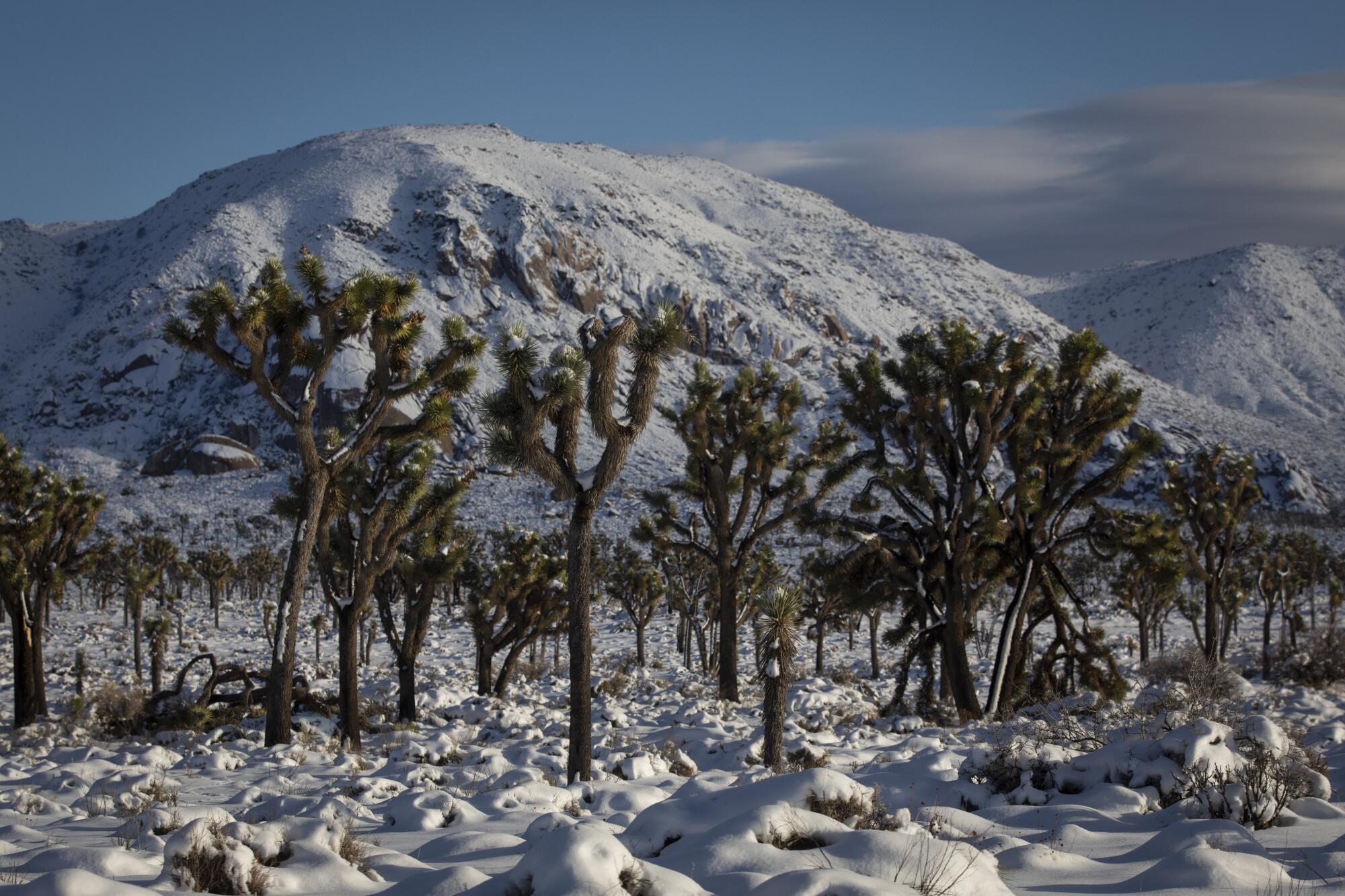 Joshua trees rise from a snow-covered desert.