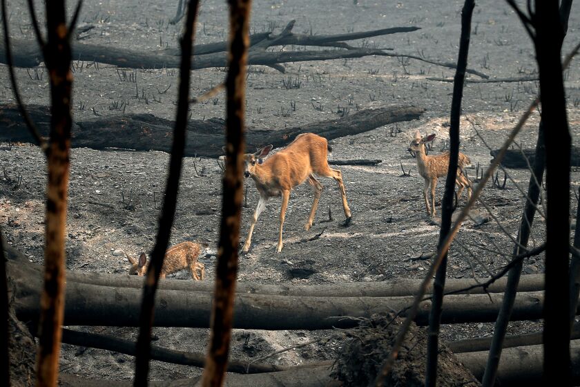YREKA, CALIF. - AUG. 2 , 2022. A doe and fawns forage in the burn zone of the McKinney fire near Yreka on Tuesday, Aug. 2, 2022. The fire in Northern California has charred more than 51,000 acres and killed four people. (Luis Sinco / Los Angeles Times)