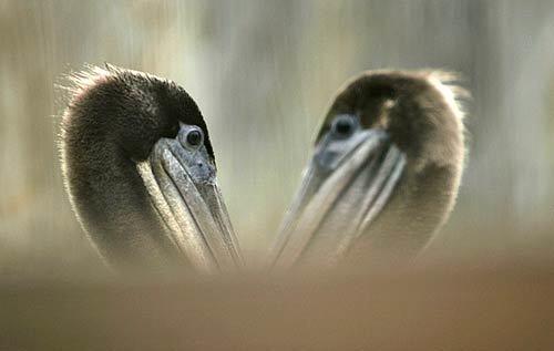 A pair of brown pelicans get a good look at each other in the small pelican aviary at the International Bird Rescue Research Center in San Pedro, where about 130 sick birds were being treated. Eight rehabilitated pelicans were released Friday.
