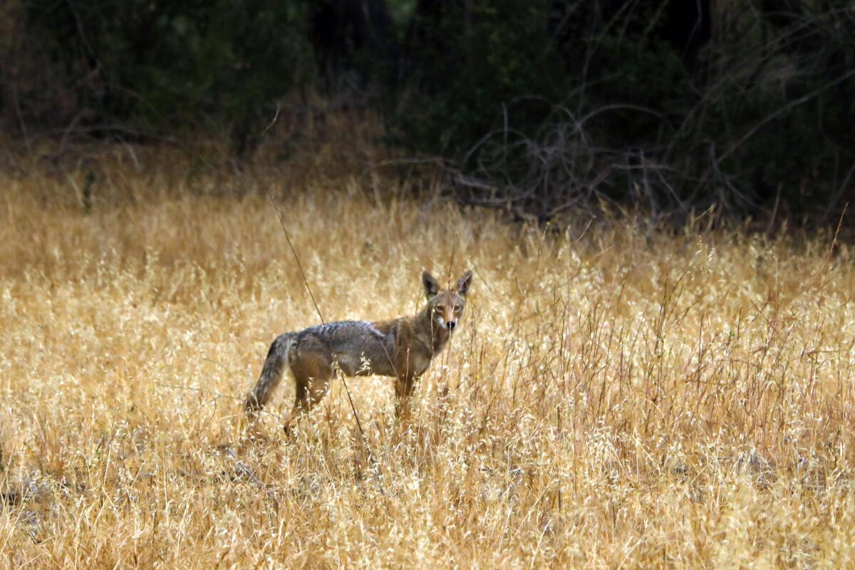 A coyote stands amid brown grass