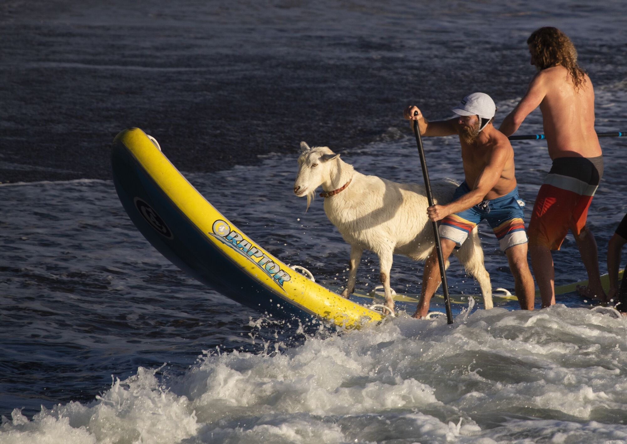 Surfing goat Pismo the Kid 