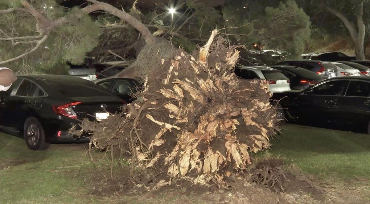 A large tree fell in the Greek Theatre parking lot, damaging about 30 parked cars and sending a woman to the hospital.