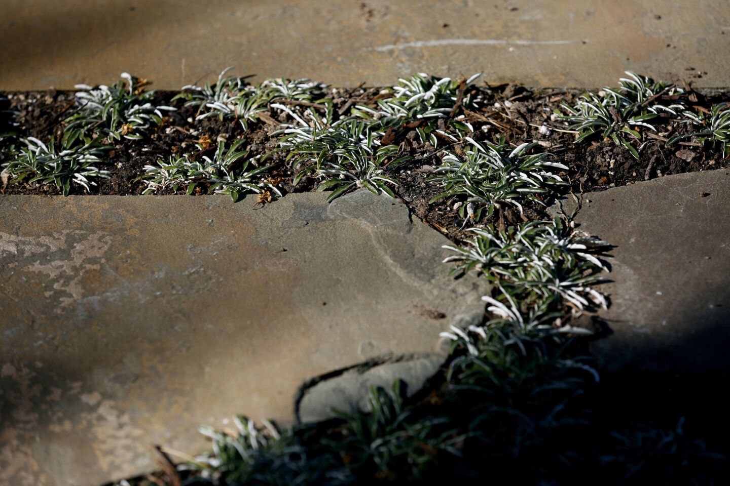 The drought tolerant ground cover dymondia margaretae spreads between pavers.