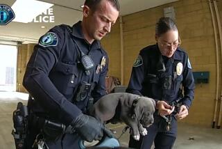 Irvine police administered a dose of the overdose-reversing drug naloxone to a pit bull puppy last week after the animal was potentially exposed to fentanyl. The owners of a pit bull puppy were arrested for drug possession, and police say the animal may have been exposed to fentanyl. Charges have not yet been filed against the owners.