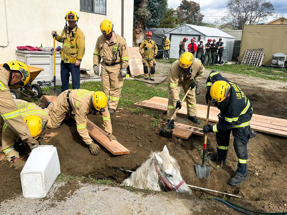 Emergency workers try to free horse trapped in neck-deep soil from sinkhole 