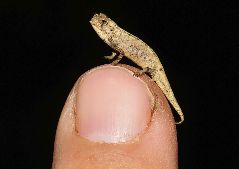 Picture taken in 2012 in Munich, Germany shows a newly discovered species of chameleon which is a contender for the title of world's smallest reptile. Scientists from Madagascar and Germany called it Brookesia nana, said the male appeared is just 13.5 millimeters big. (AP Poto/Frank Glaw)
