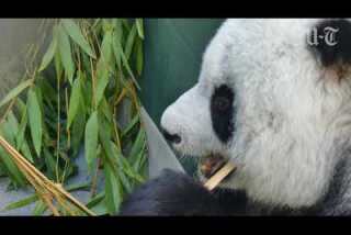 Panda patriarch Gao Gao leaves San Diego Zoo to return to China