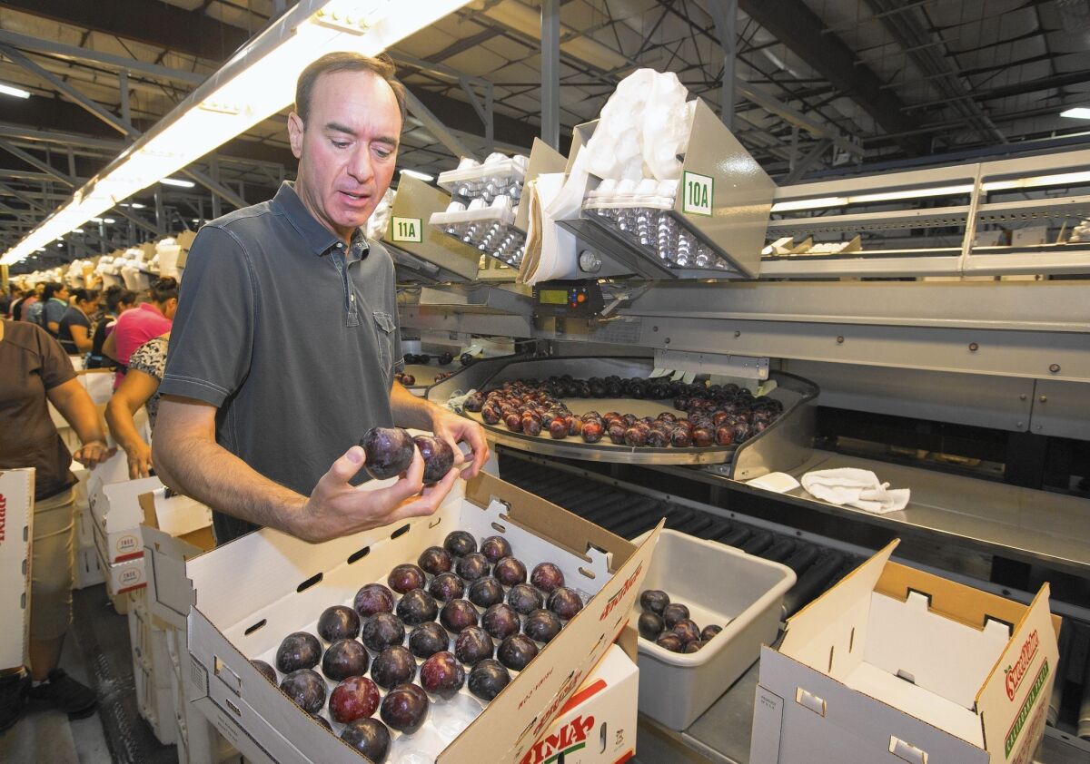 Dan Gerawan, president of Gerawan Farming, checks out plums on the line at his packing plant.