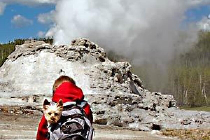 A boy and his dog admire Castle Geyser, near Old Faithful in Yellowstone National Park.