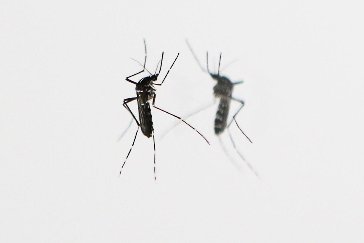 An Asian Tiger mosquito is pictured, on September 29, 2015 in Nice, Southeastern France. The black-and-white mosquitoes, one of three invasive species of the insect that have arrived in recent years in the Southland, were found in a La Cañada Flintridge neighborhood near Hillard and Fairmount avenues, according to the city manager.