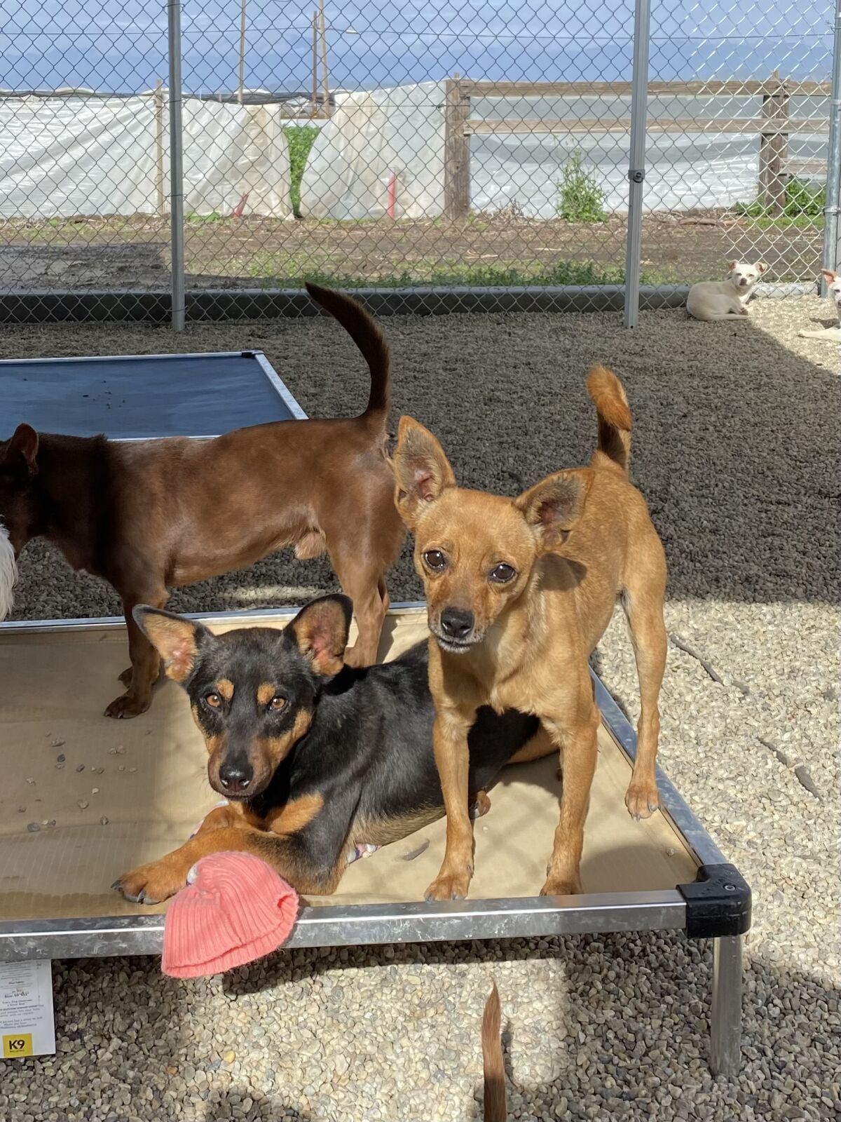 Three small dogs play on a cot in an outside enclosure