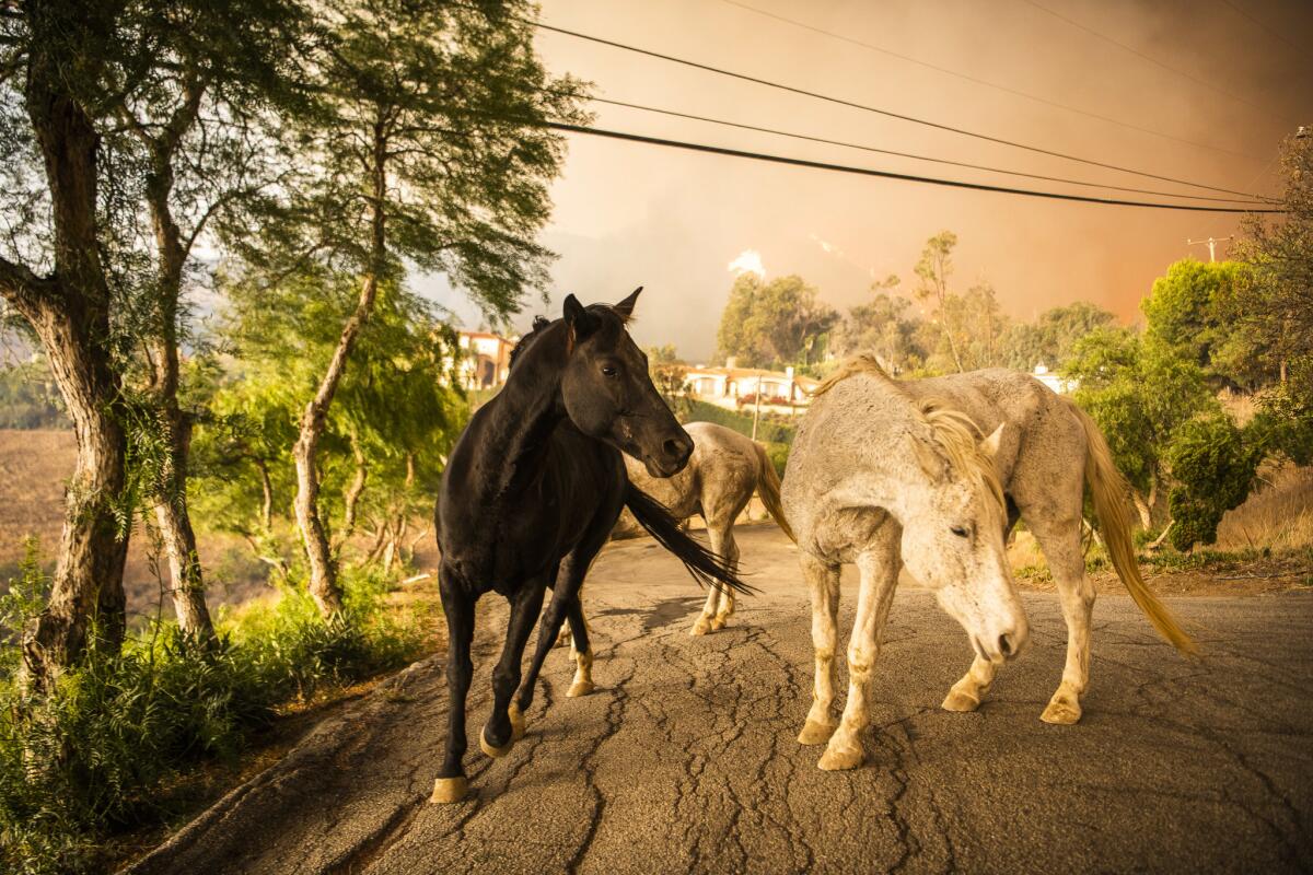 Horses are turned loose at the top of Las Trancas Canyon in Malibu Friday as the Woolsey Fire approaches.