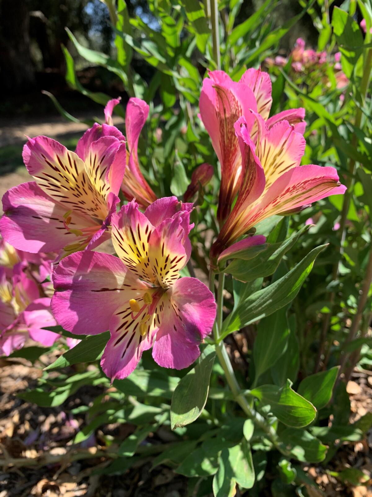 Alstromeria blooms from late spring to summer and can come in orange, pink, purple, red, yellow, and white.