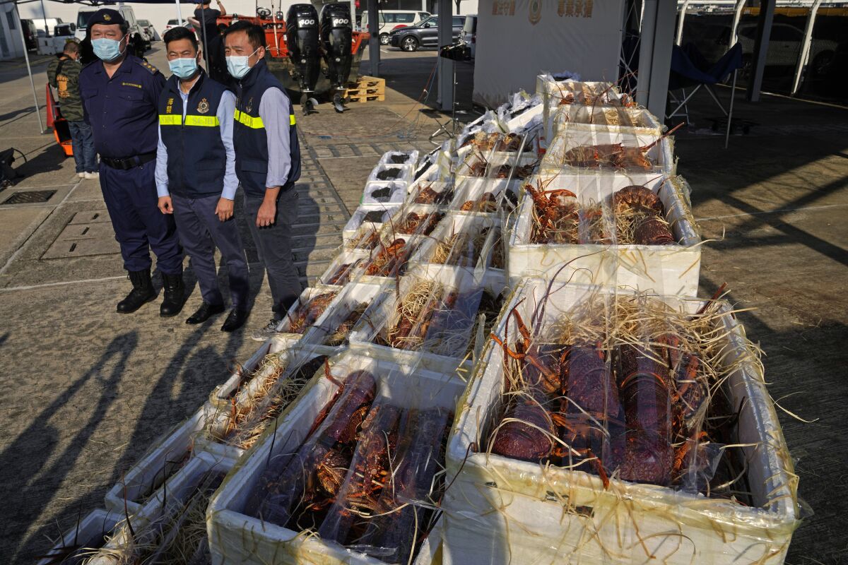 Hong Kong Customs officials pose beside lobsters seized by the Hong Kong Customs during an anti-smuggling operation are displayed at a news conference in Hong Kong, Tuesday, Nov. 16, 2021. Hong Kong authorities said Tuesday that it had seized about 2000 pounds each of live lobsters and sea cucumbers valued around US$ 1.28 million, believed to be bound for mainland China, months after Beijing restricted imports of lobsters from Australia amid escalating tensions between the two countries. (AP Photo/Kin Cheung)