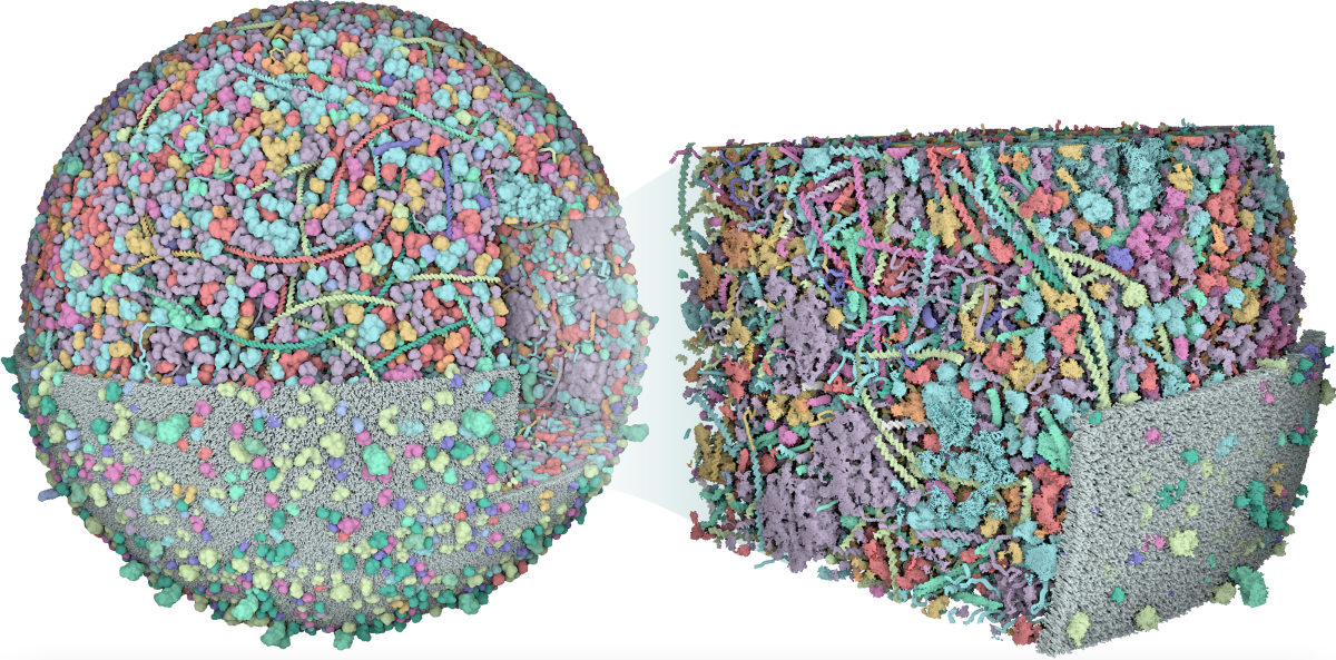 Scientists at Scripps Research in La Jolla developed the first 3D model of an entire cell in molecular detail.
