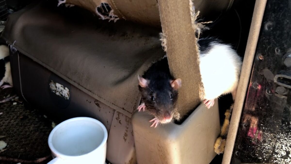 A pet rat peeks out from behind a seat belt in a van where it and scores of other rats had been living with their owner. Earlier this month, San Diego Humane Society officials removed more than 300 rats from the van, which was parked near Via de la Valle roughly a quarter-mile east of Interstate 5.