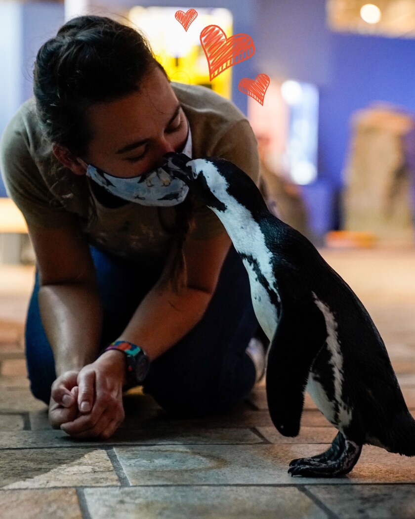 A penguin kisses a staff member on his nose at the Monterey Bay Aquarium.