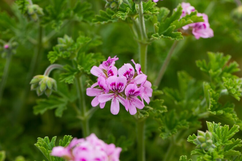 Pink-petaled Pelargonium blooms cluster atop the plant's green leaves.