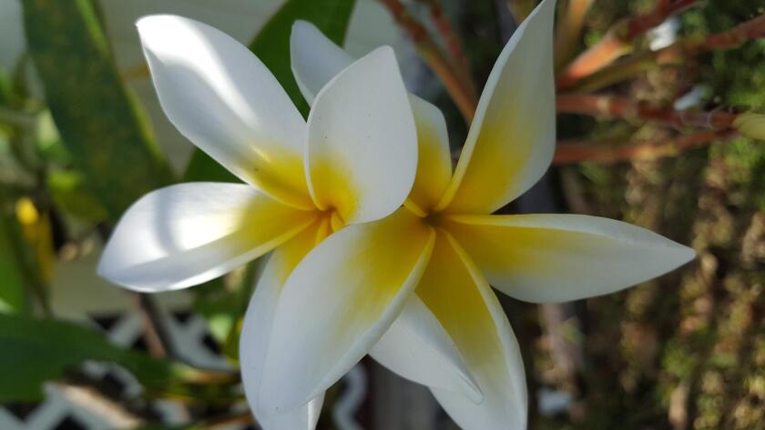 Another species of frangipani with more yellow on the flowers