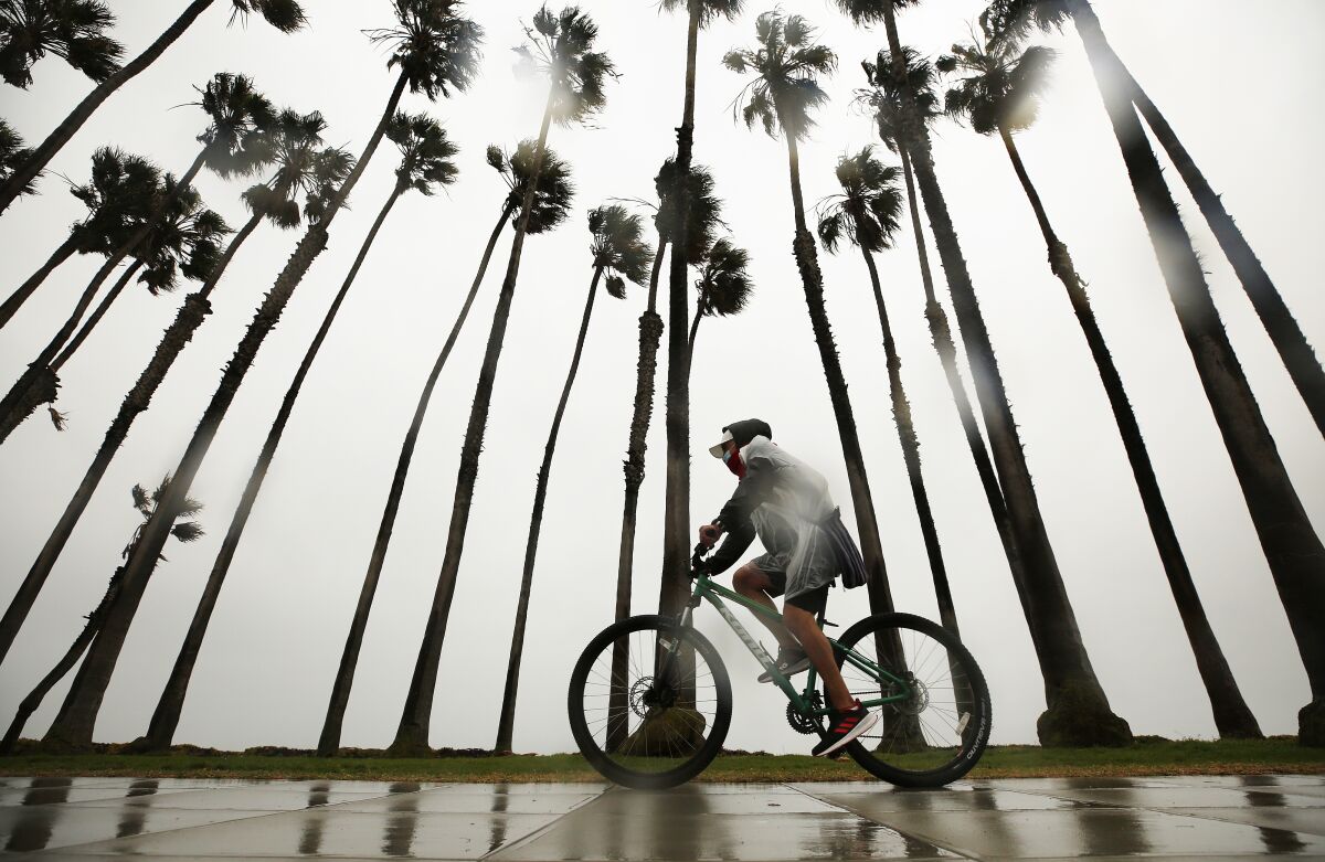 A man on a bicycle peddles past a line of palm trees.