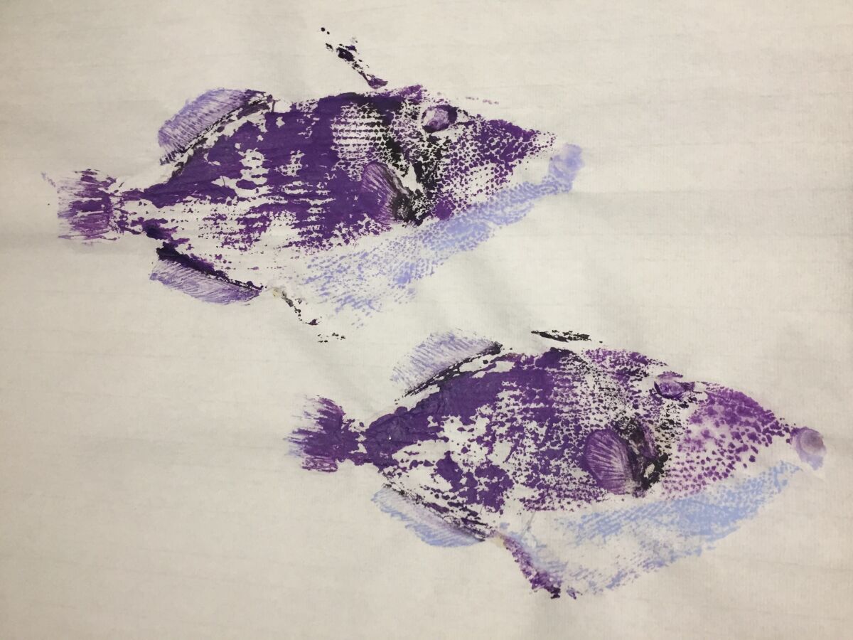 An in-process gyotaku fish print by Rocky Frost