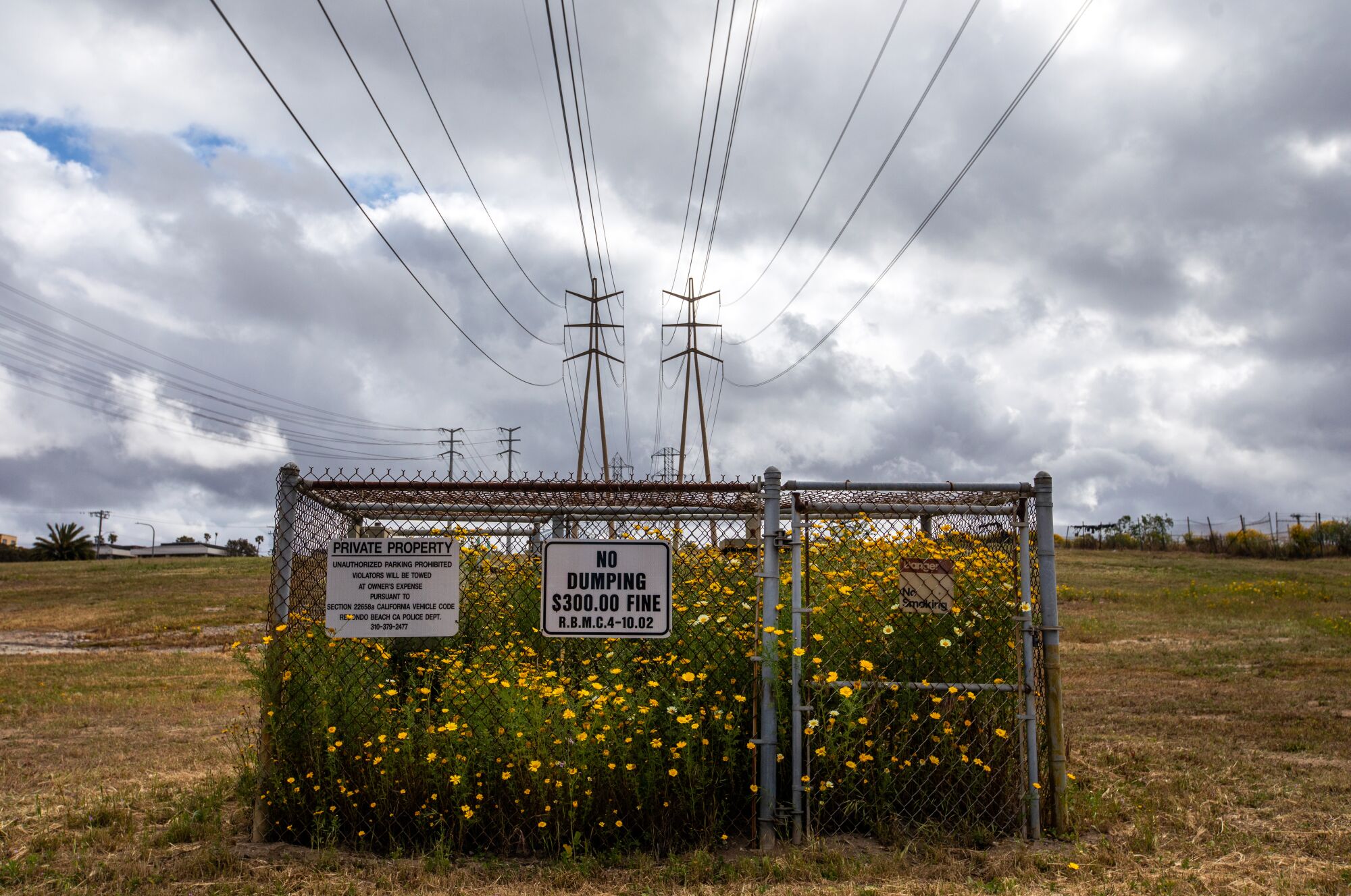 Crown daisies bloom inside a fence in a freshly mowed field.