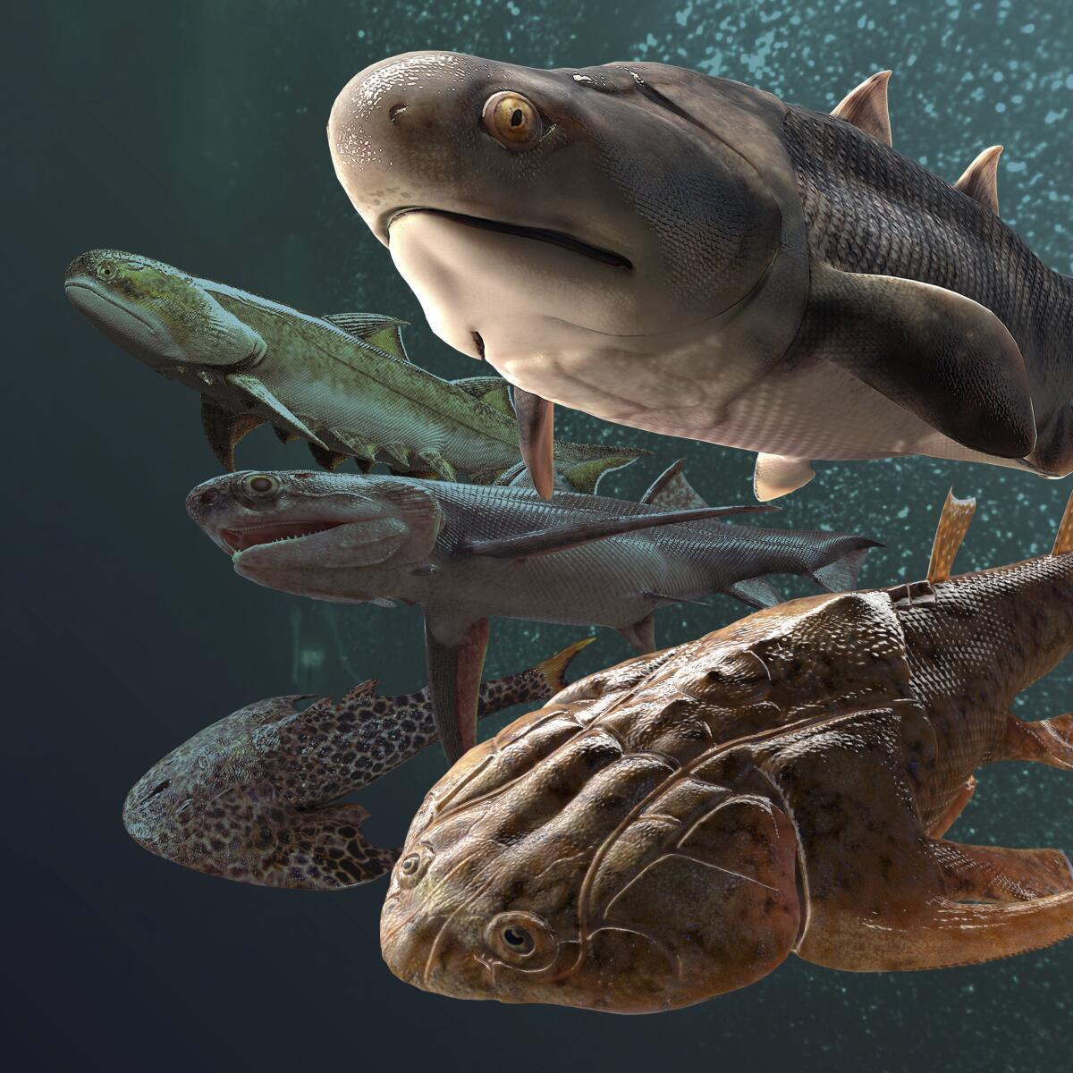 Esta ilustración provista por Heming Zhang en setiembre de 2022 muestra algunos de los peces fósiles, 