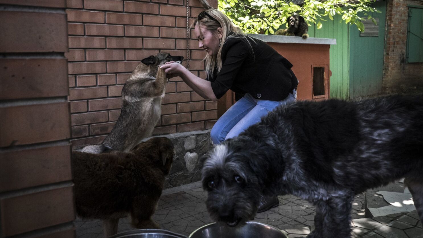 To prepare for soccer's World Cup, Russia is killing stray dogs. Animal-rights  activists are fighting back - Los Angeles Times
