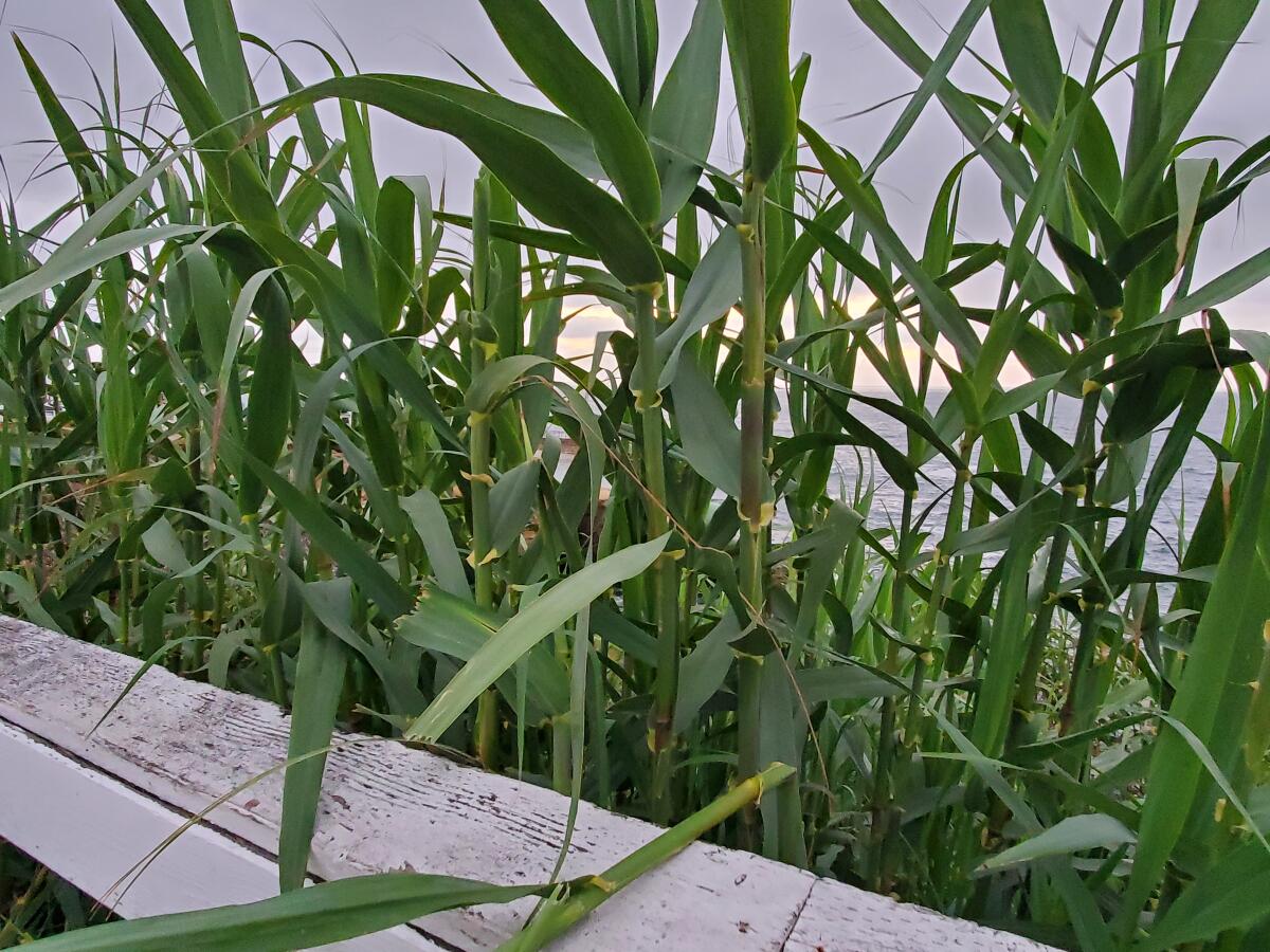 Arundo grass is considered invasive because it takes water from native plants.