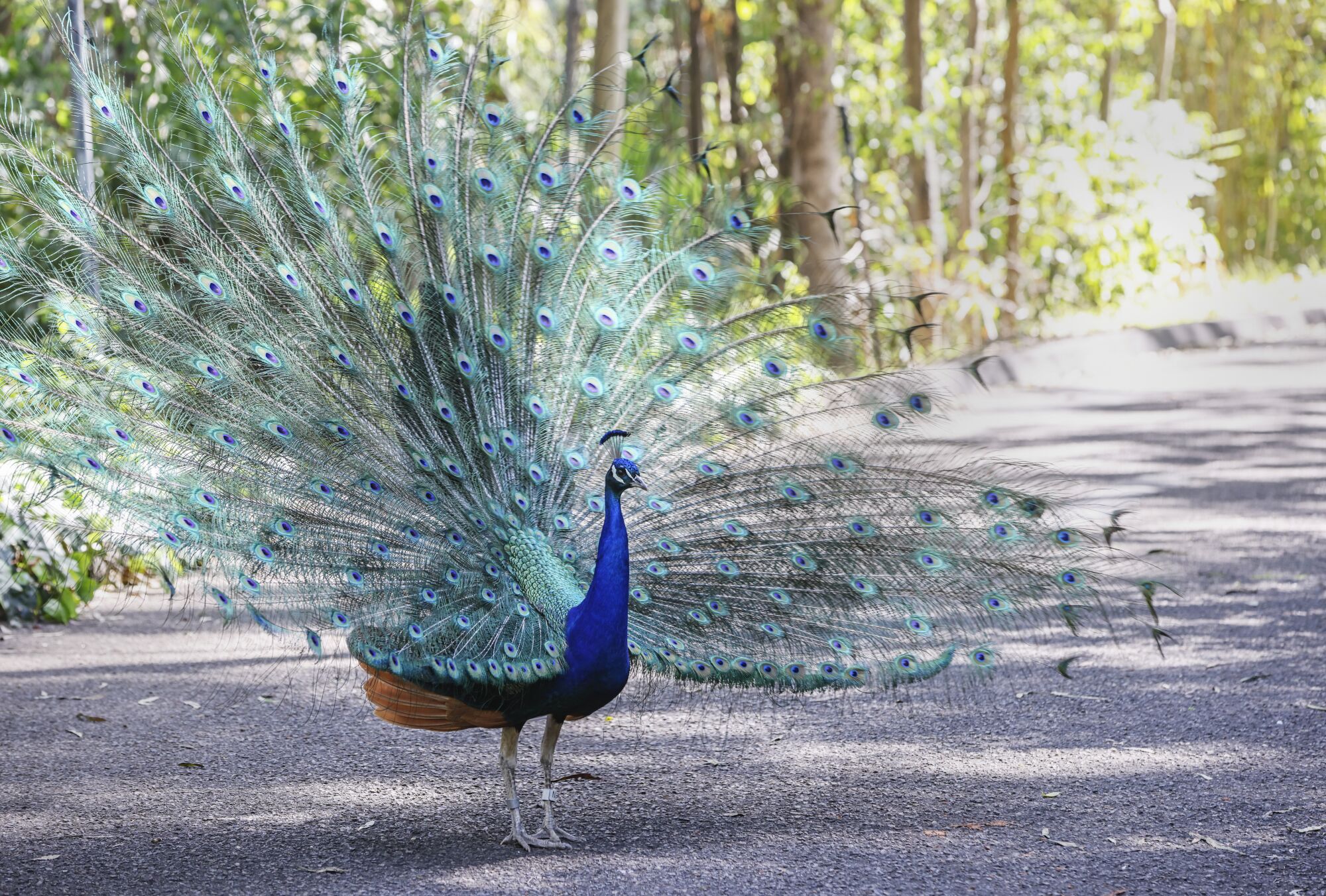 This is one of several peacocks that roam the grounds at the San Diego Zoo.
