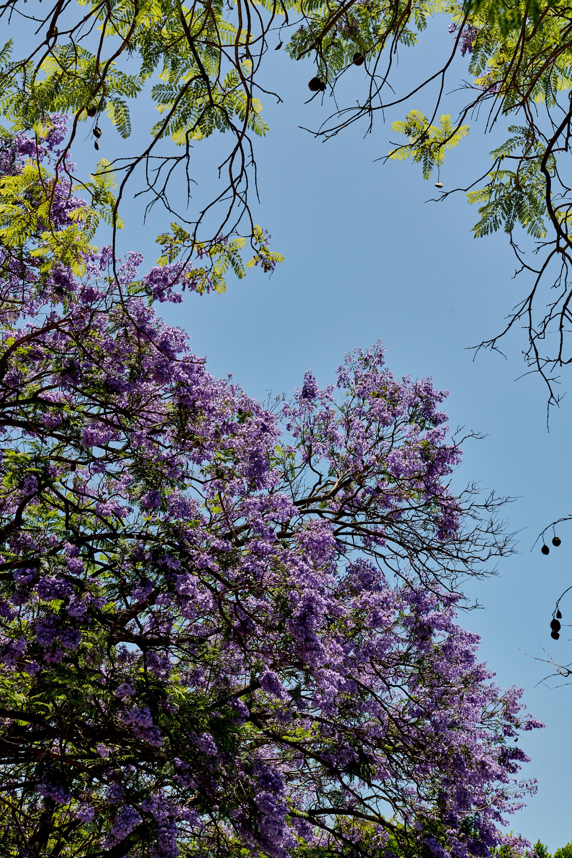 Árbol de jacaranda con fertilizantes morados contra el cielo azul.